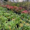 Agapanthe et nandina domestica